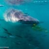 whale shark sea of cortez