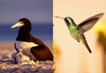 birds in baja mexico