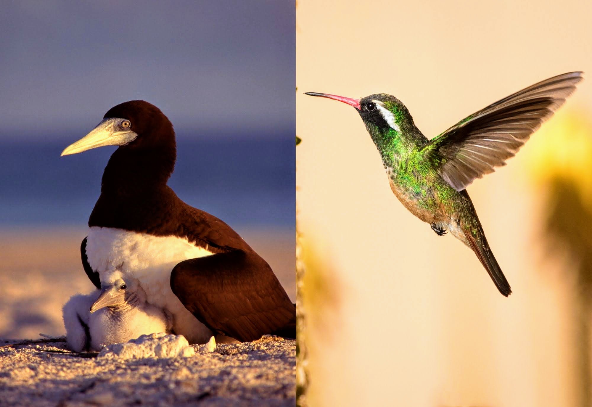 Bird Watching in Baja