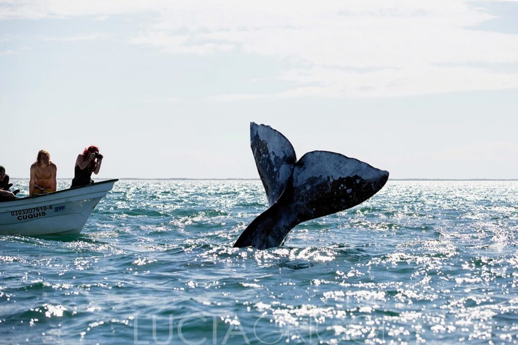 whales in mag bay baja mexico