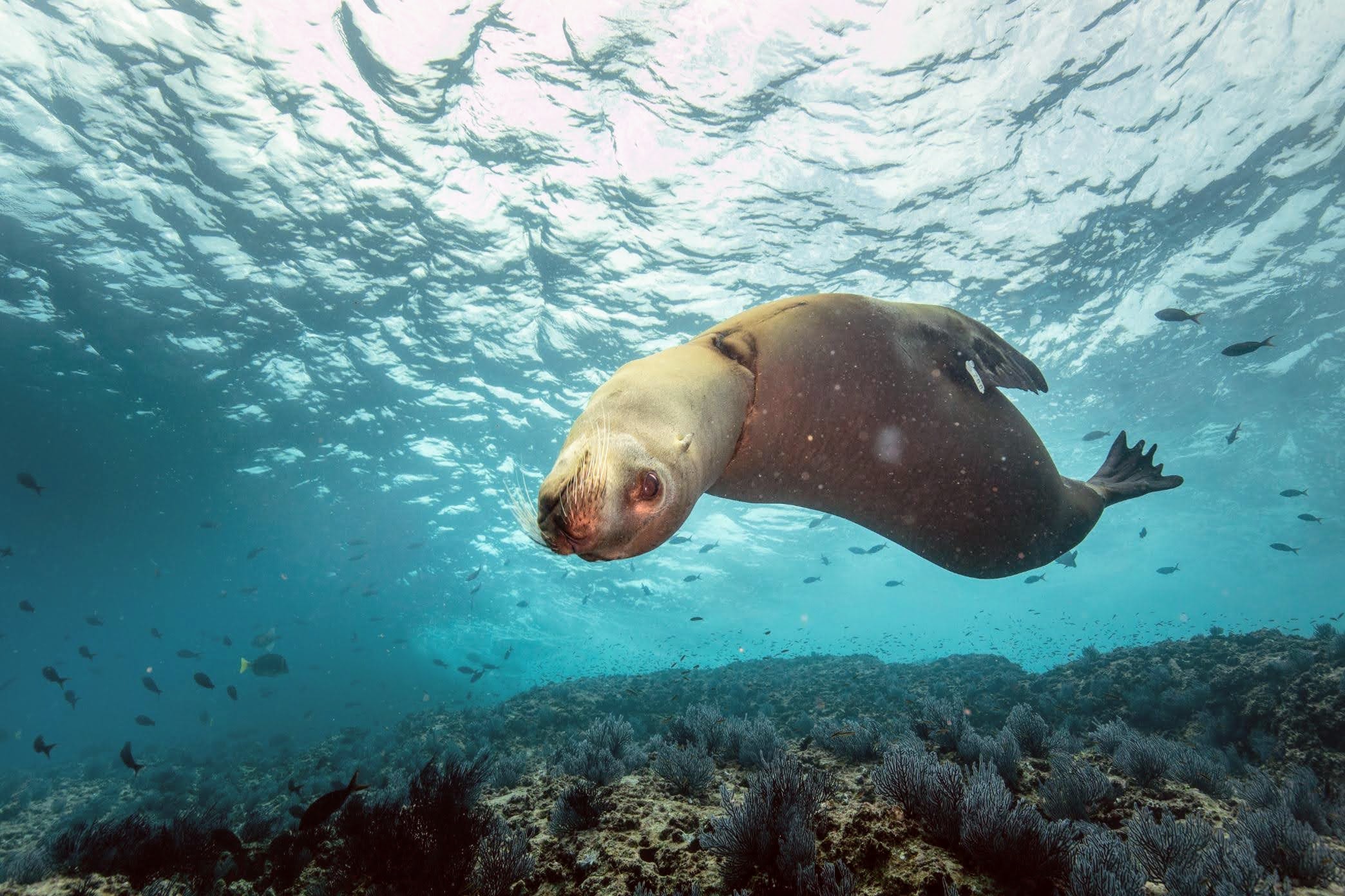 Snorkeling and diving