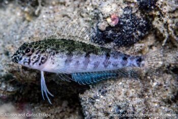 scuba diving photography baja california sur mexico