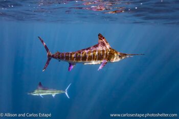 striped marlin mag bay baja mexico