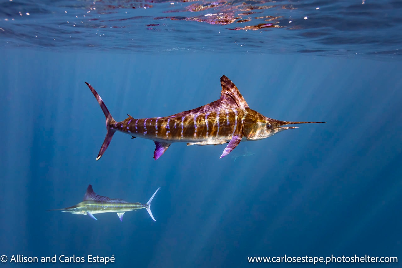 Striped marlin and bait ball fishing in Baja