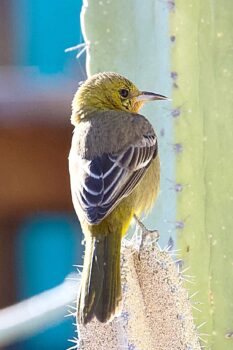 bird and cactus in la ventana mexico