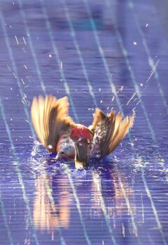 bird watching baja california sur mexico