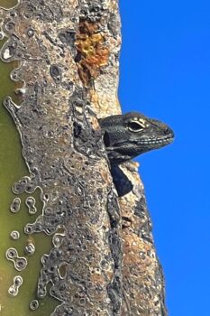 iguanas of baja california sur mexico