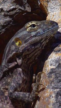 iguanas of baja california sur mexico