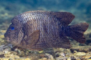 bumphead damselfish sea of cortez baja california sur mexico