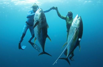 buddy tuna catch panama spearfishing