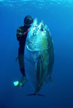 tuna catch spearfishing in panama