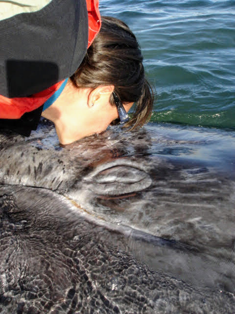 Gray whale in Magdalena Bay