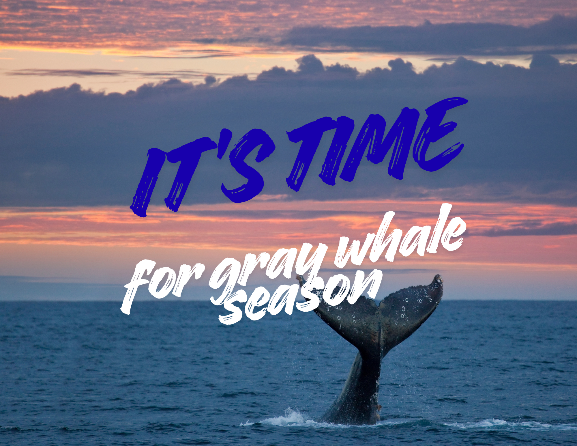 Gray whale in Baja California Sur