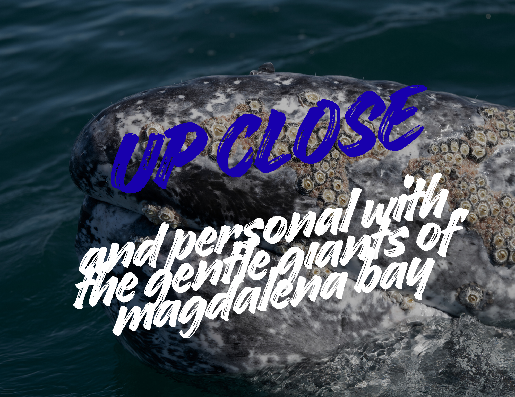 Gray whale encounter in Magdalena Bay