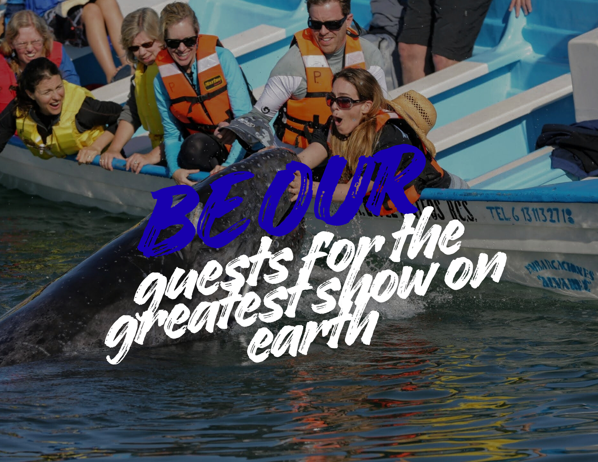 Guests touching gray whale