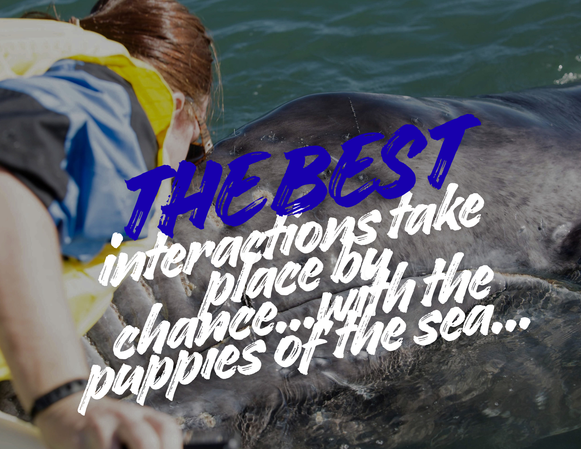 Gray whale up close at the boat