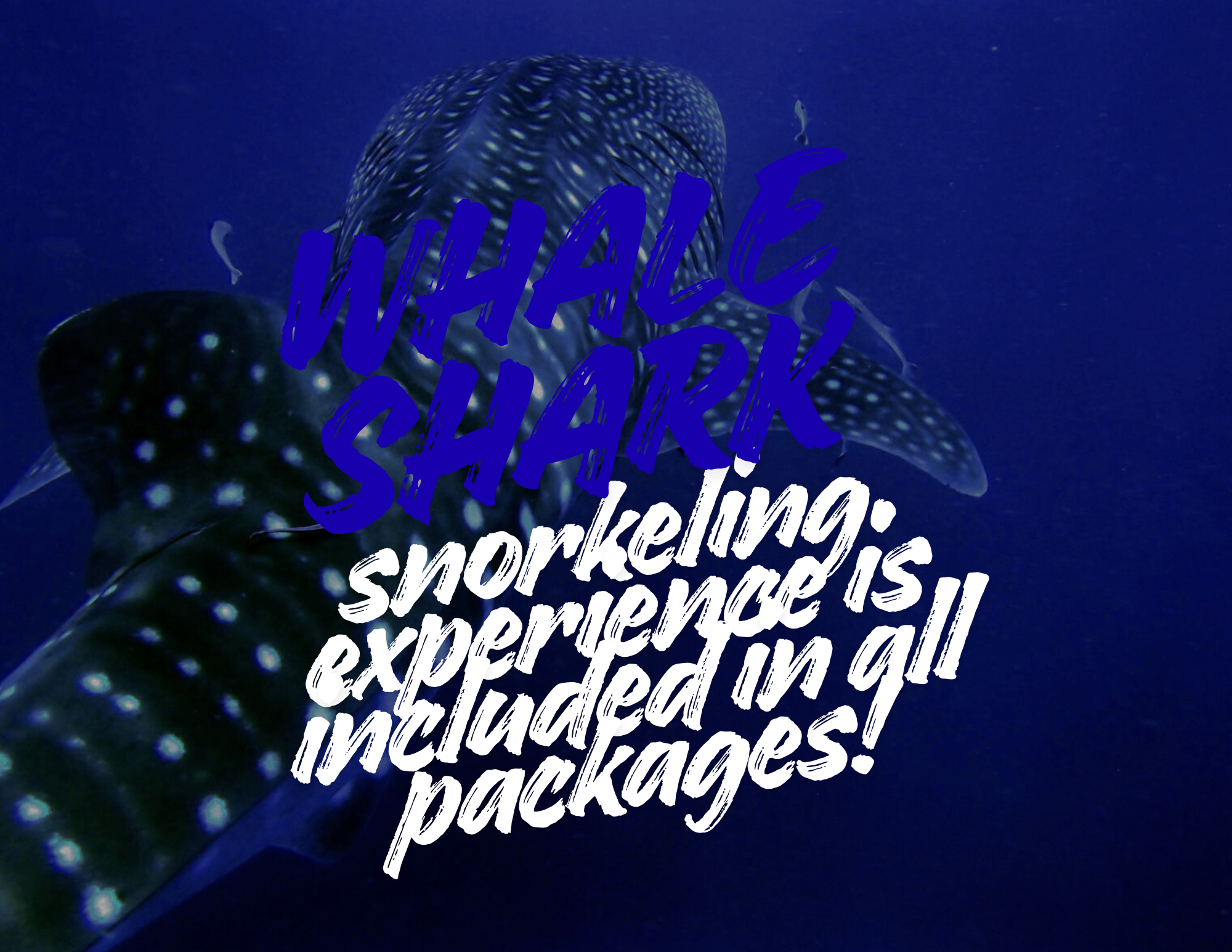Snorkeling with whale sharks in Baja