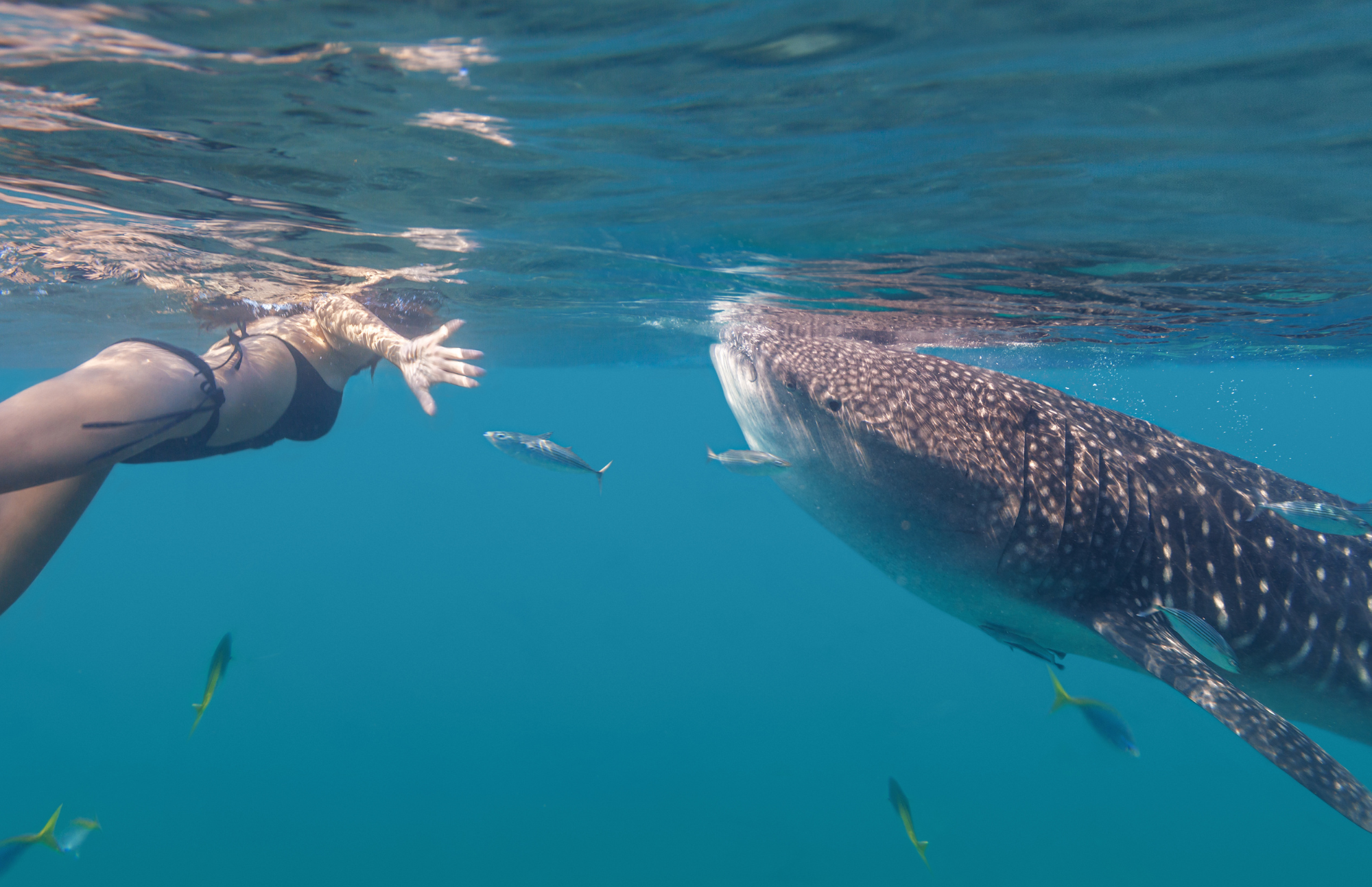 Whale sharks near La Paz Baja Sur