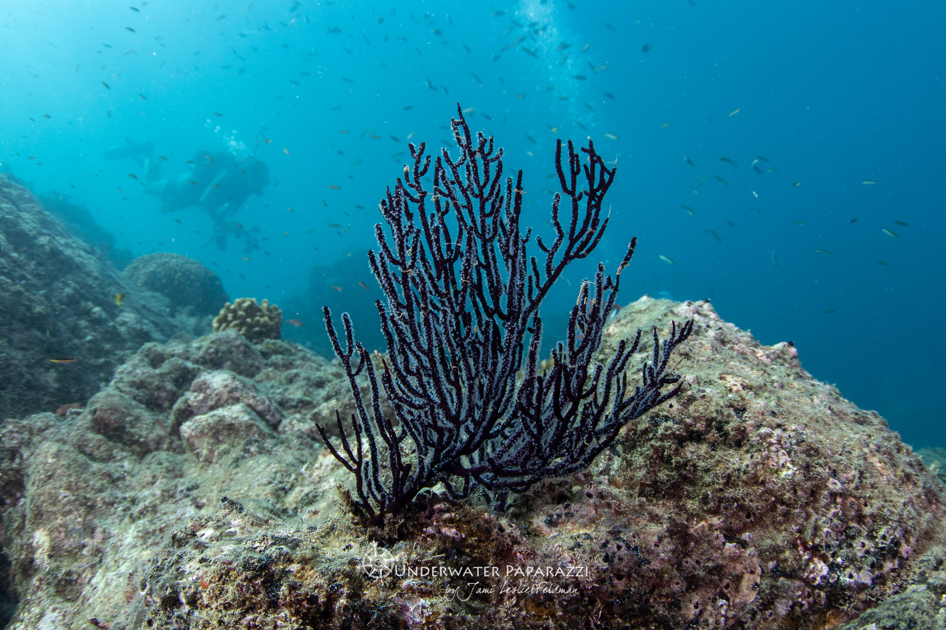 Diving and snorkeling in Baja