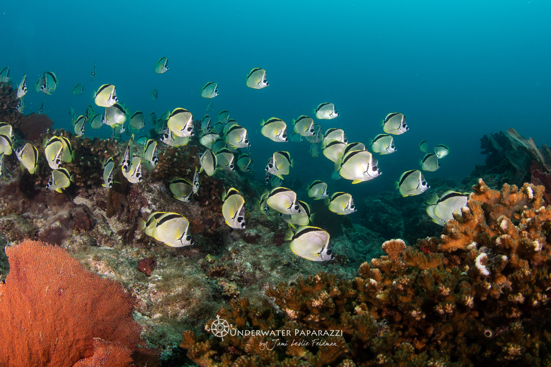 Ocean wildlife encounter