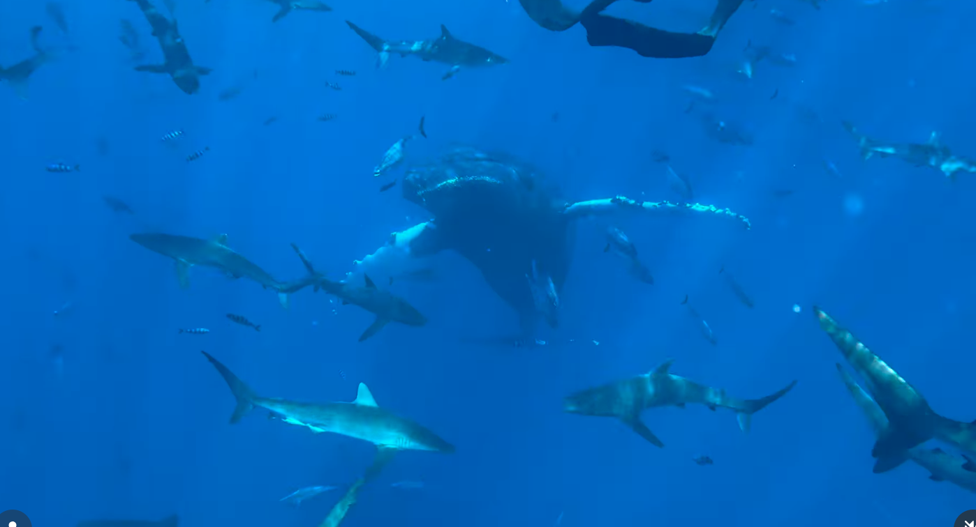 Ocean safari view