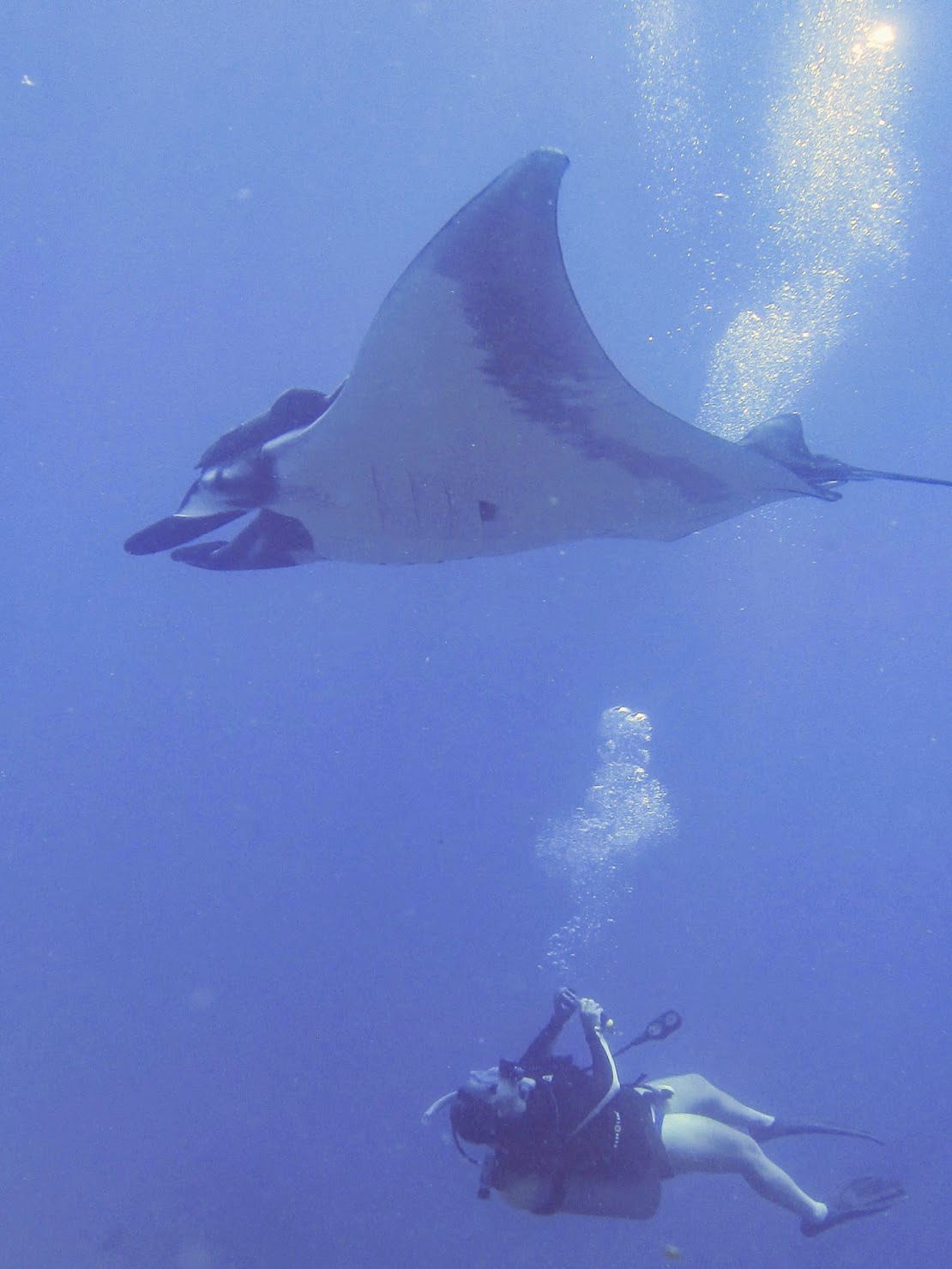 Manta ray in Baja waters