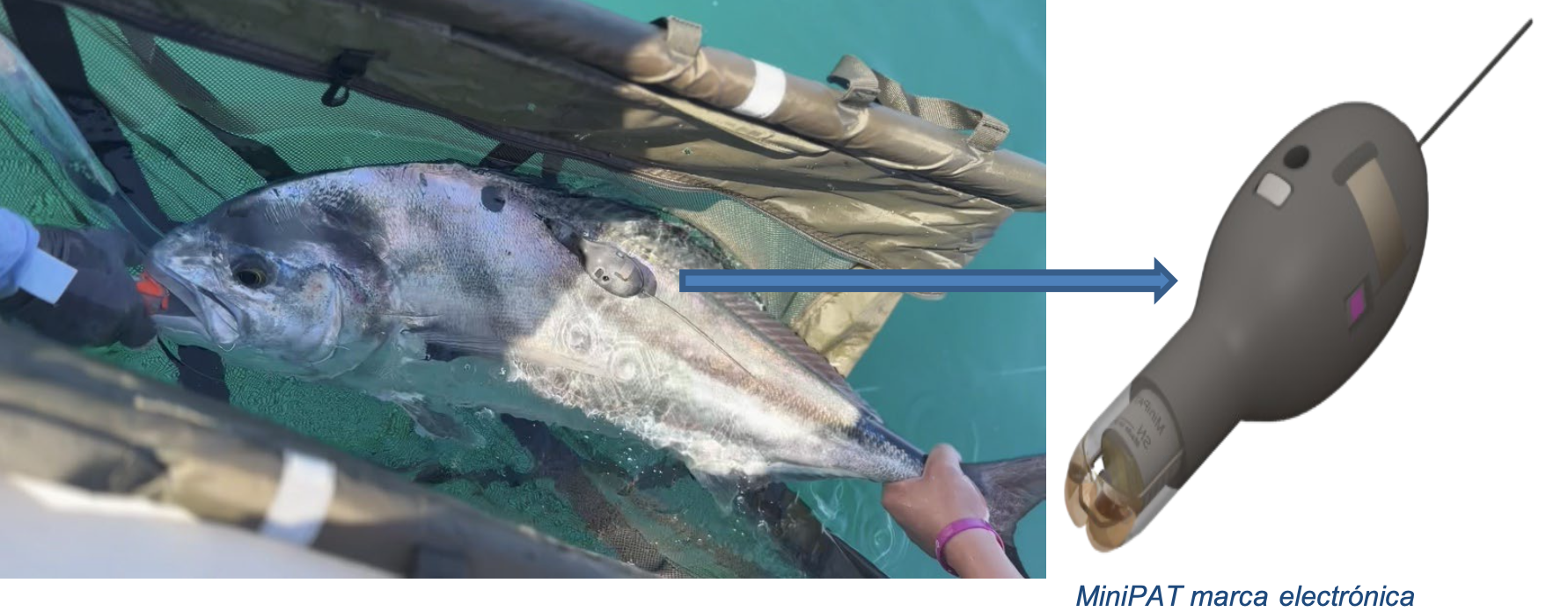 Roosterfish research in Bahía de La Ventana