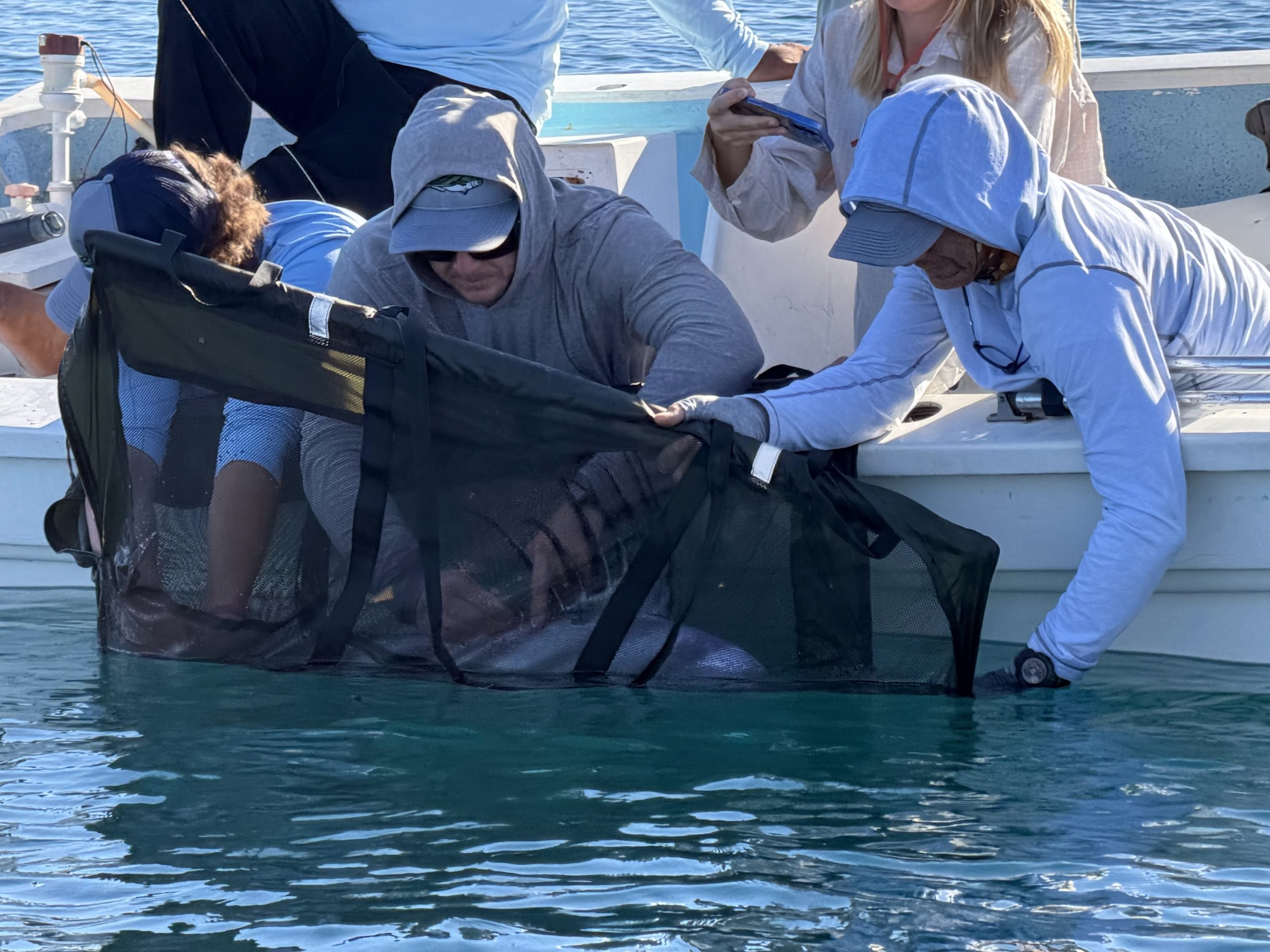 Roosterfish conservation research in Baja California Sur