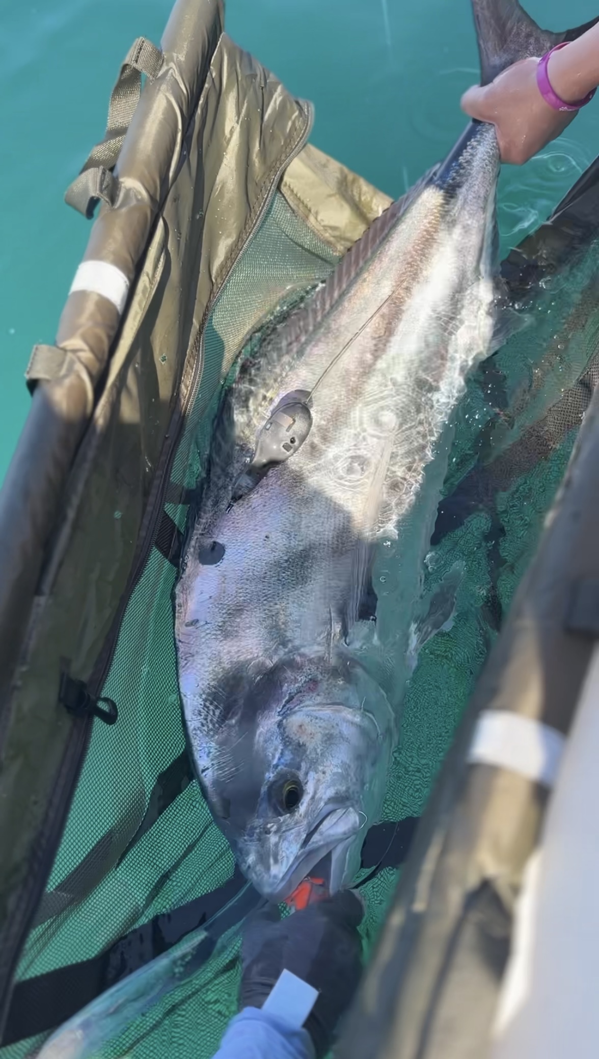 Roosterfish research team in La Ventana
