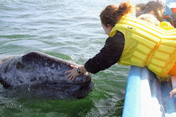 Magdalena Bay gray whale