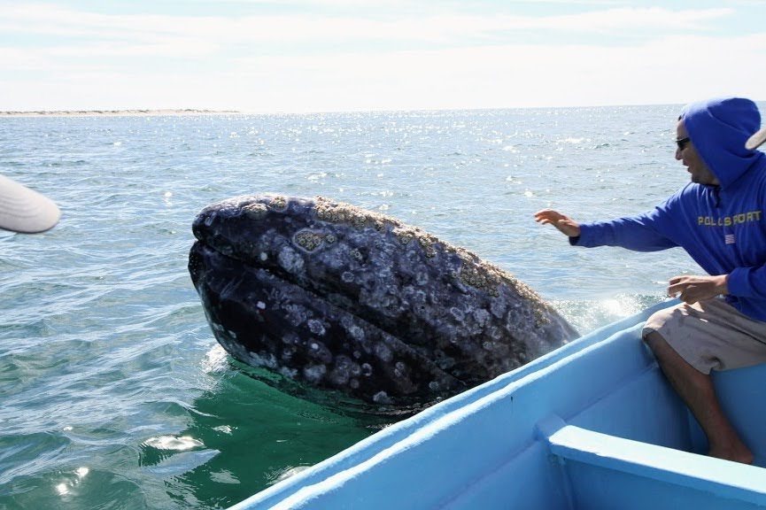 Gray whale boat session