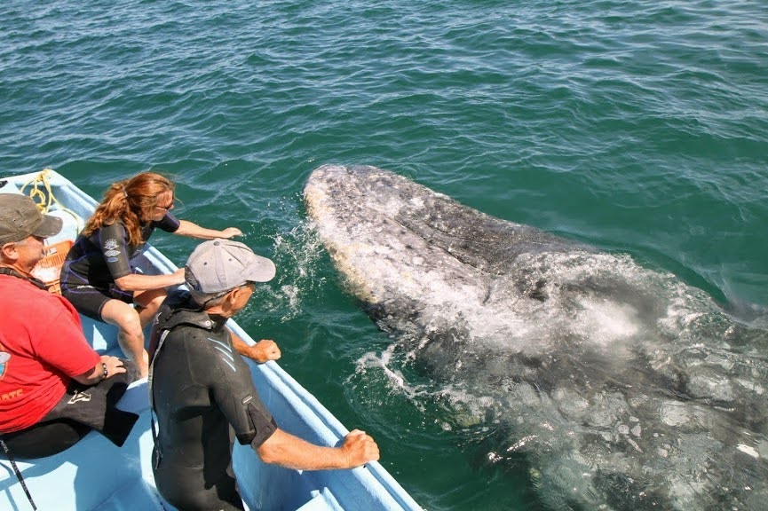 Gray whales in Magdalena Bay