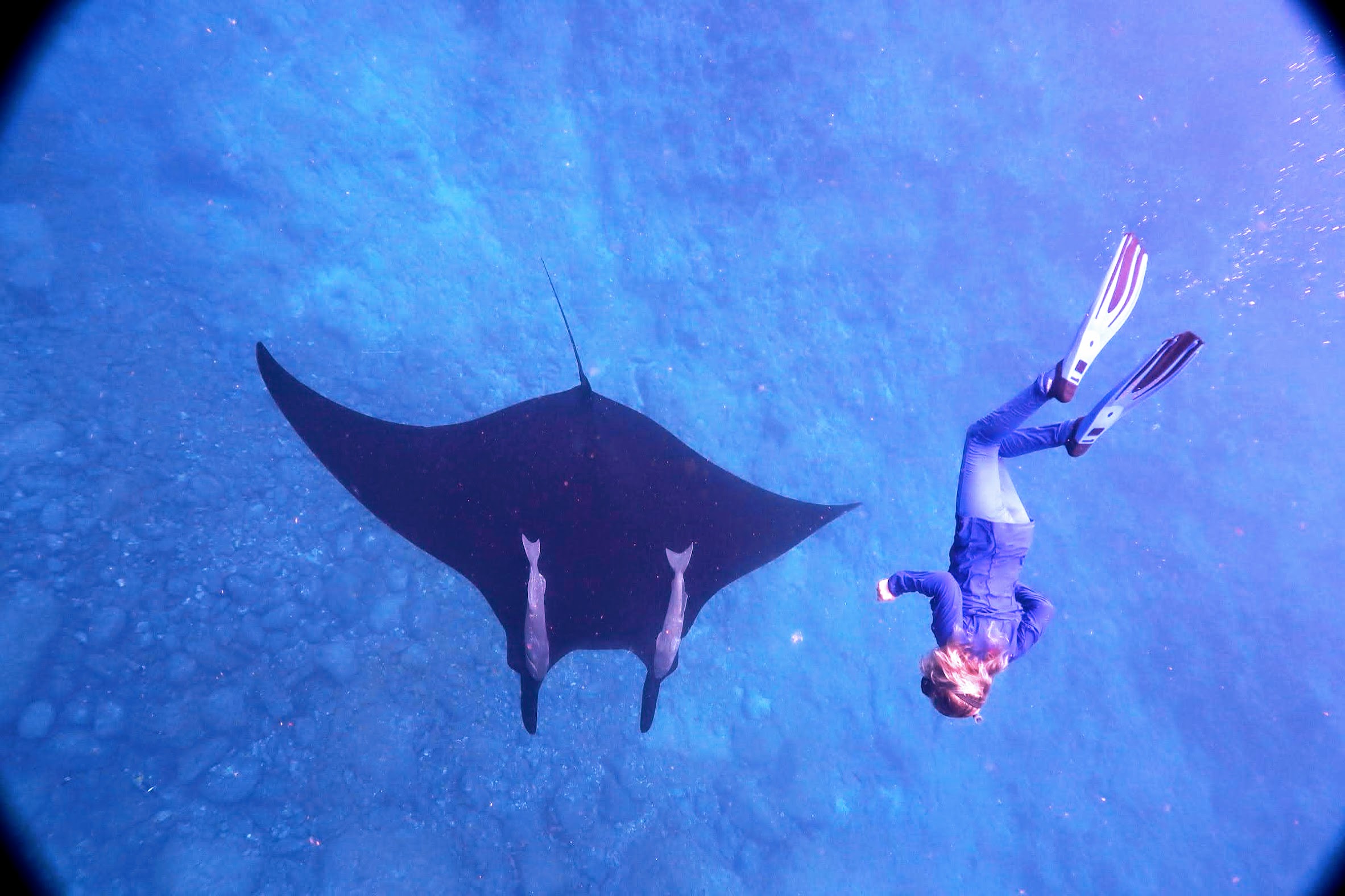 Cerralvo snorkeling