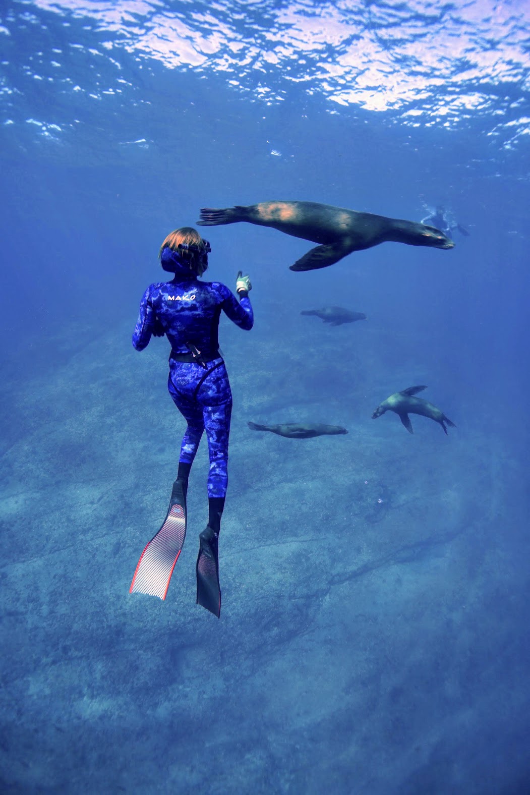 Sea lions at Isla Cerralvo