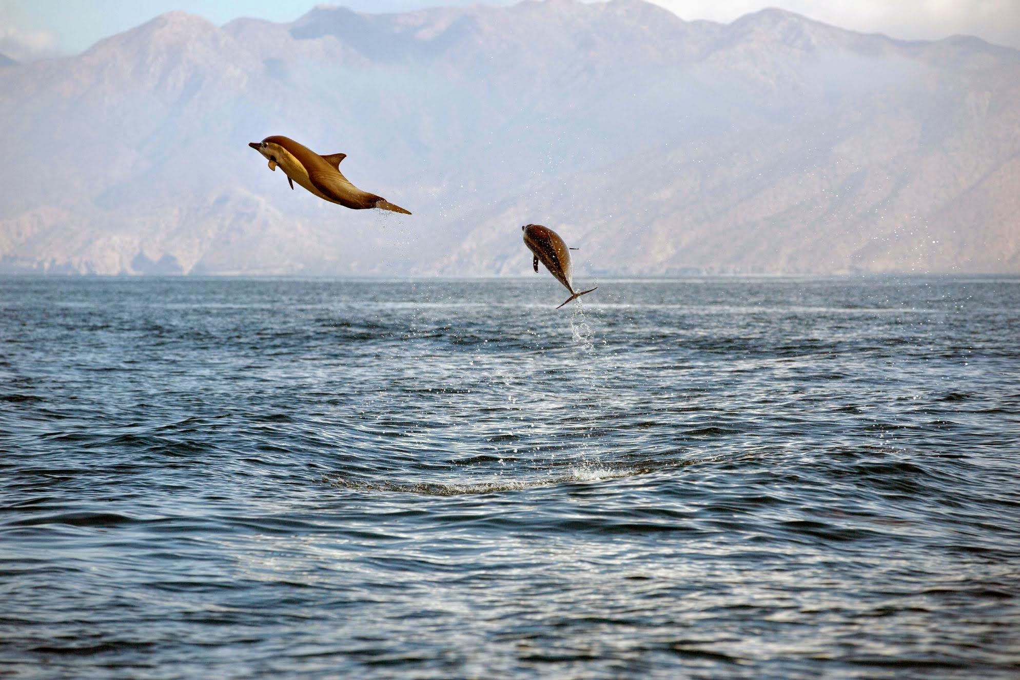 Isla Cerralvo seafari