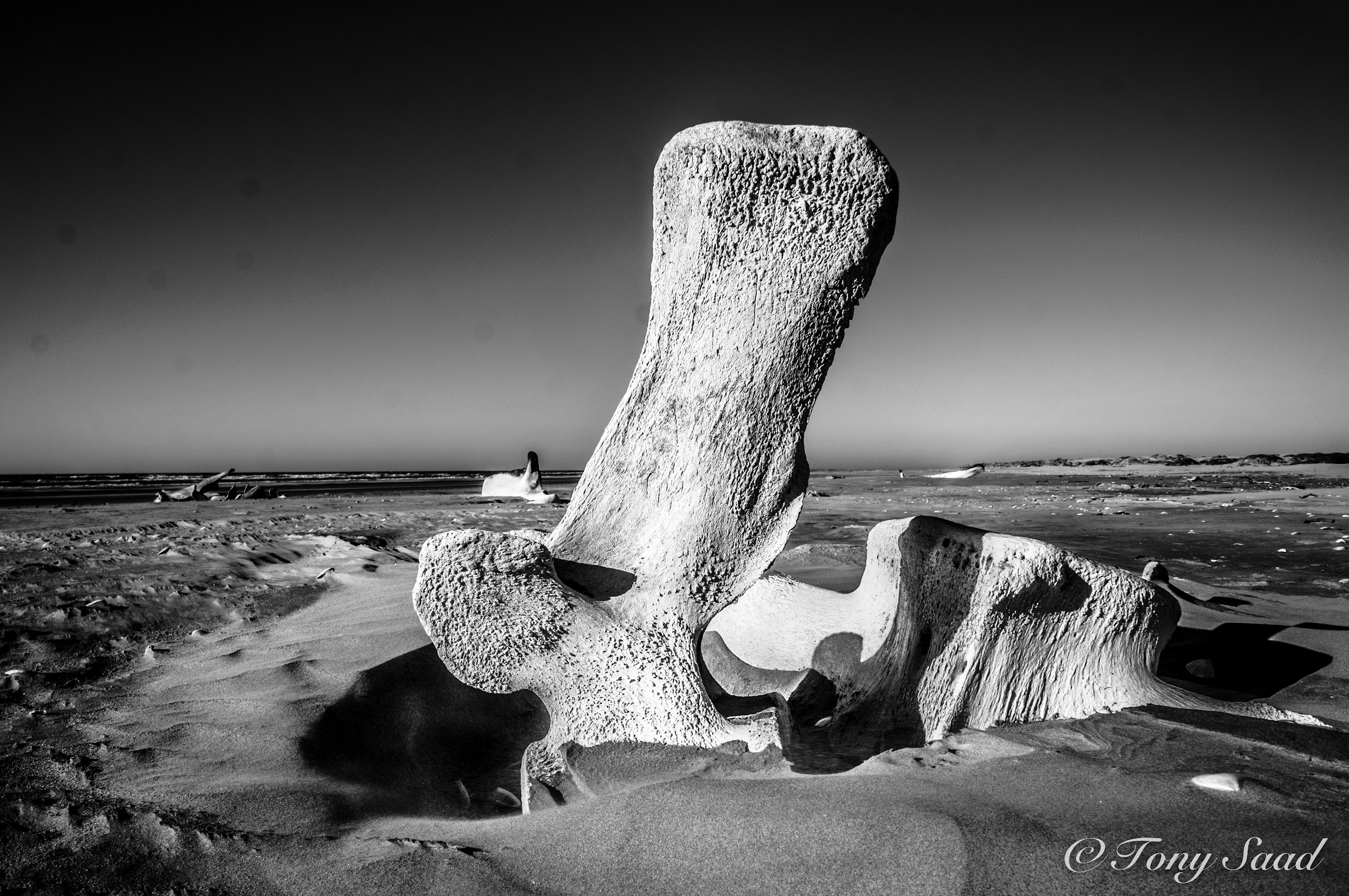Fossils found near Magdalena Bay