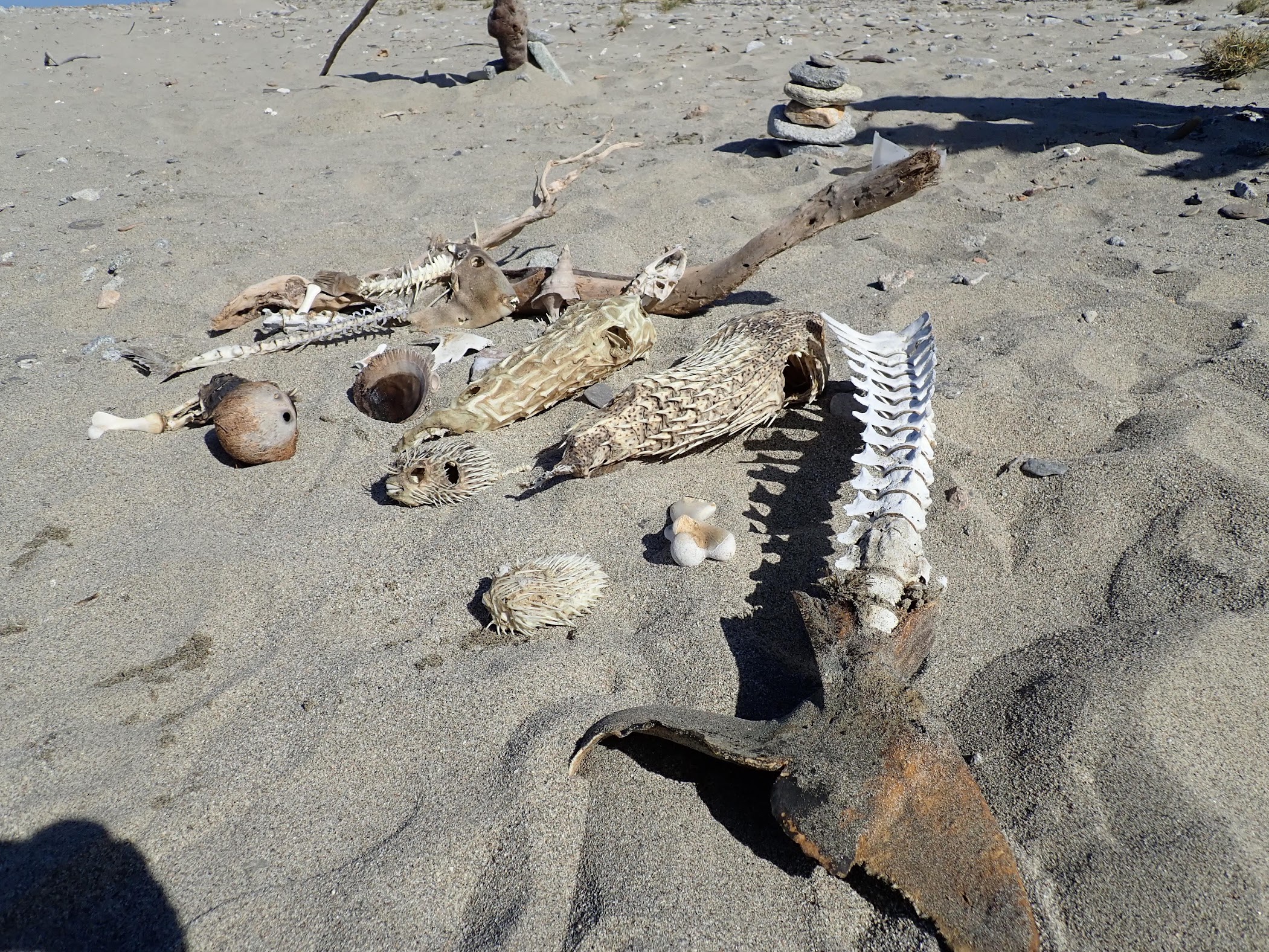 Mag Bay fossils