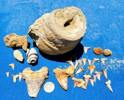 Fossil hunting at Magdalena Bay