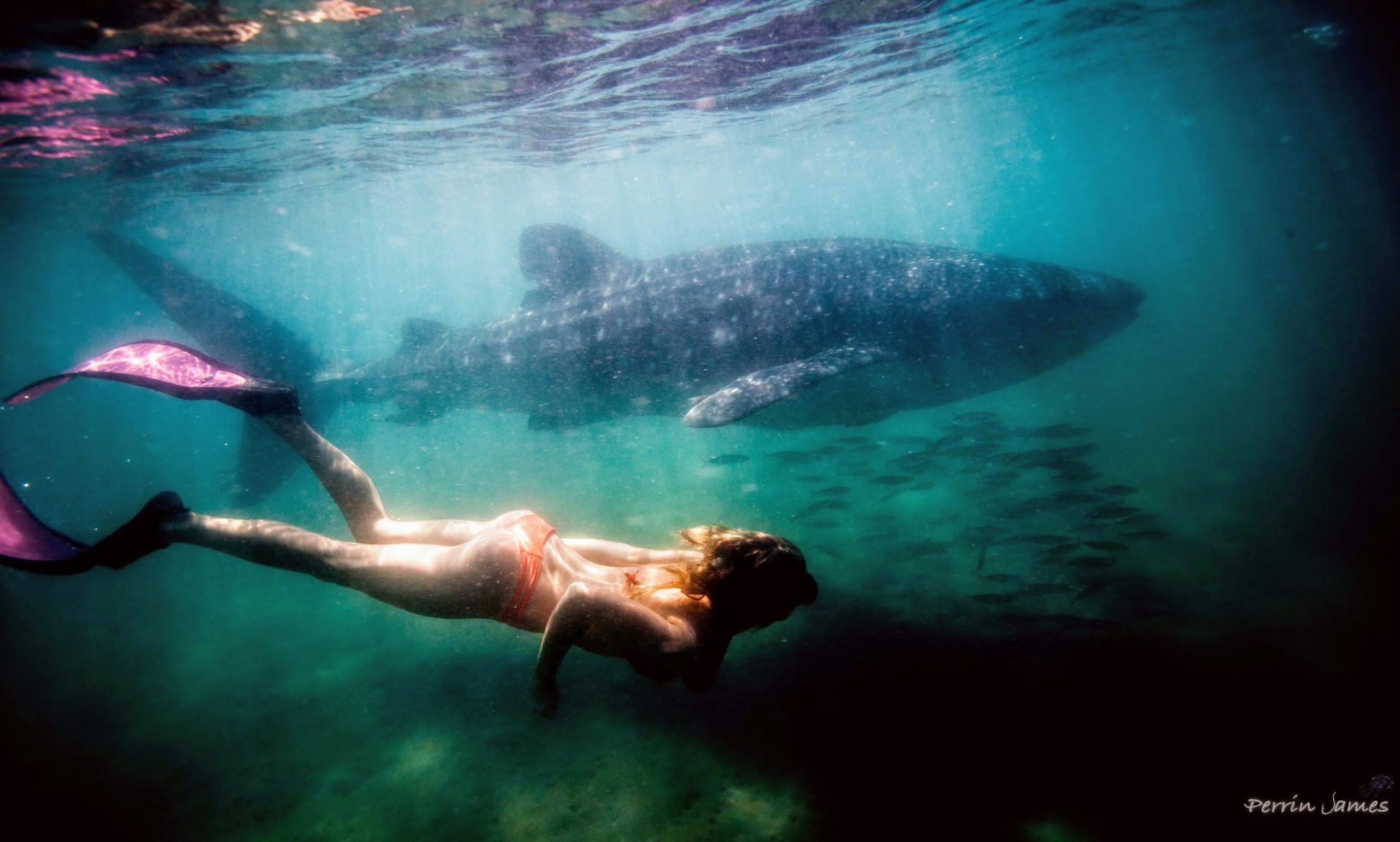Whale shark snorkel