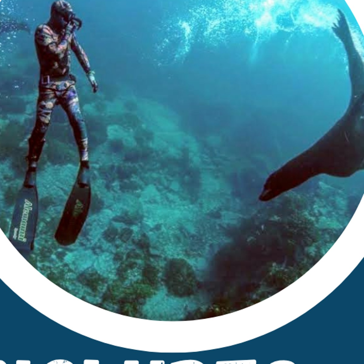 Wildlife freediving with sea lions