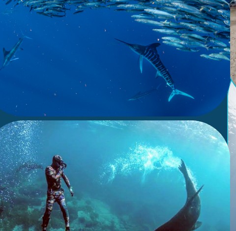 Magdalena Bay diving